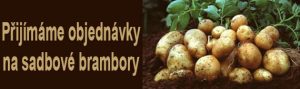 Sadbové brambory