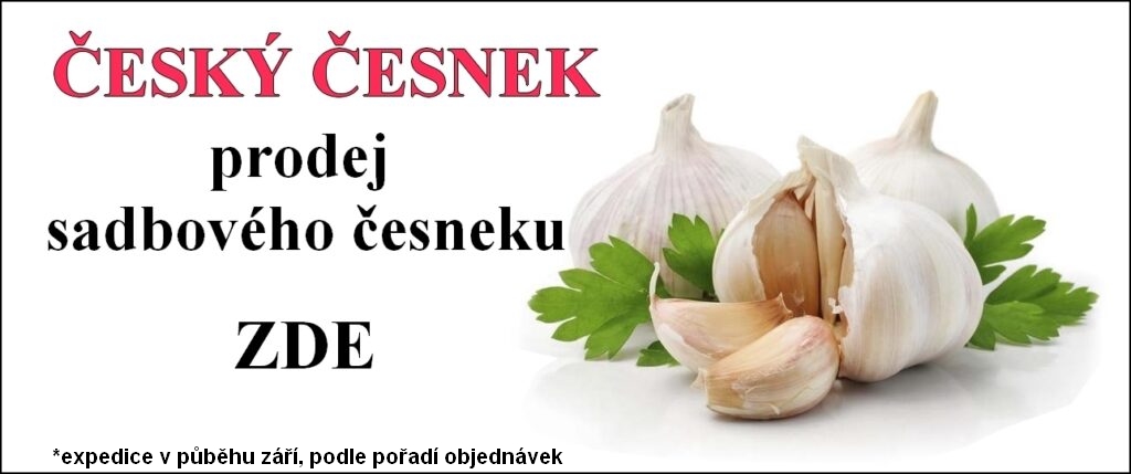 Sadbový česnek