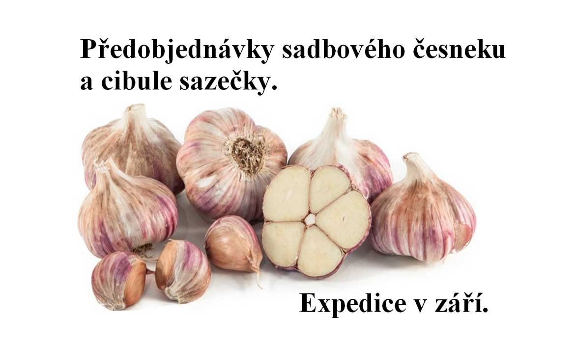 Sadbový česnek